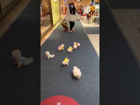 teacup dog breeds / teacup puppies🐕 #shorts #dog #toys #cute #puppy #cutepuppy #cutepup #puppyvideos