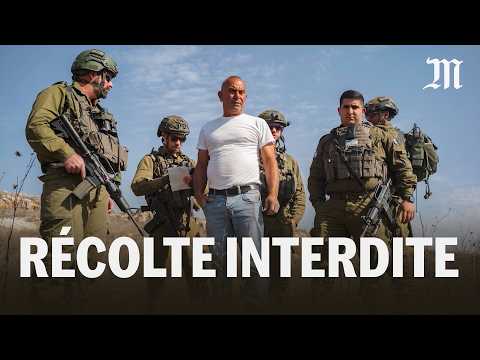 Cisjordanie : au cœur de la guerre entre colons et cultivateurs palestiniens