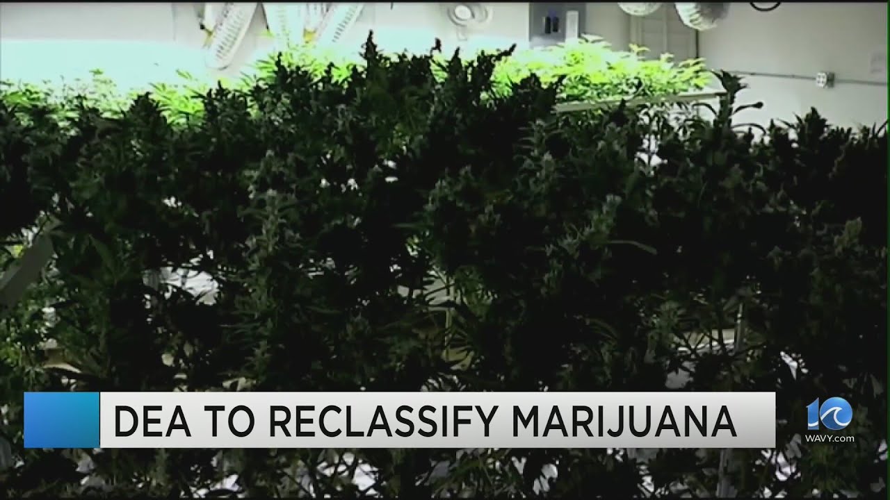 DEA to Reclassify Marijuana as Less Dangerous 🚨