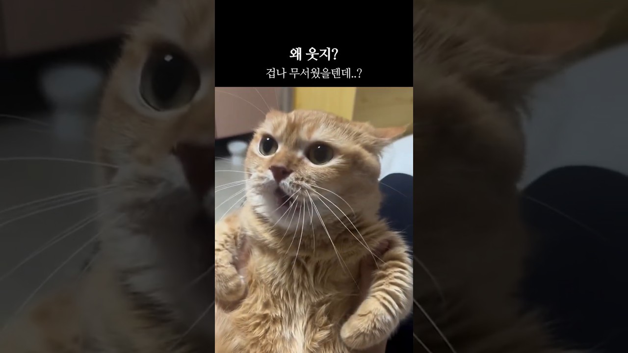귀여운 아기 맹수의 으르렁 🐱