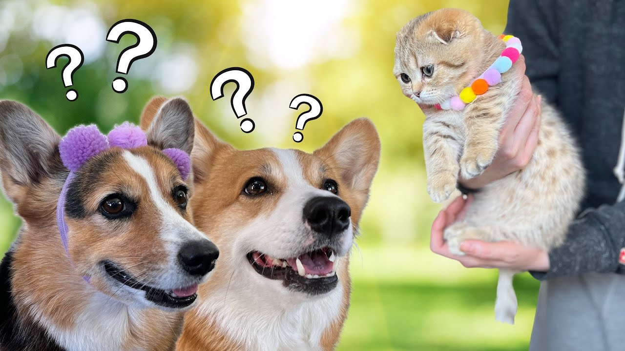 Our Dogs Welcomed a Kitten! ๐ถ๐ฑ