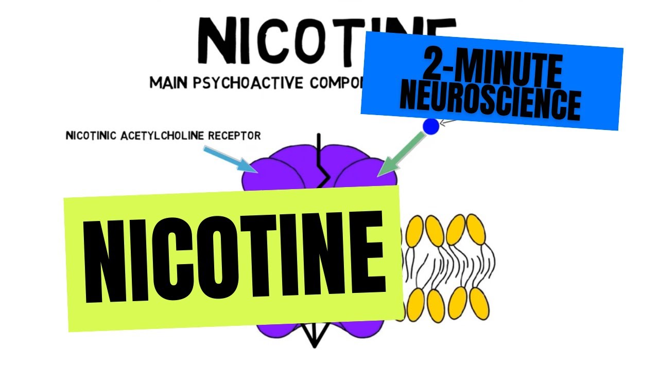 2-Minute Neuroscience: How Nicotine Affects Your Brain ðŸ§