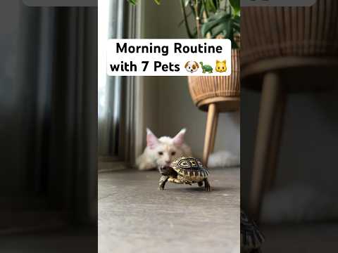 My morning routine with 7 pets #pets #petlover #dogmom #cats #dogshorts