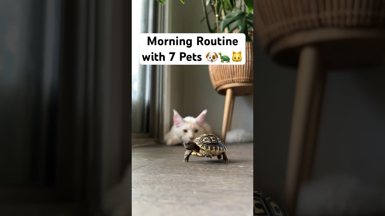 My Morning Routine with 7 Pets 🐾