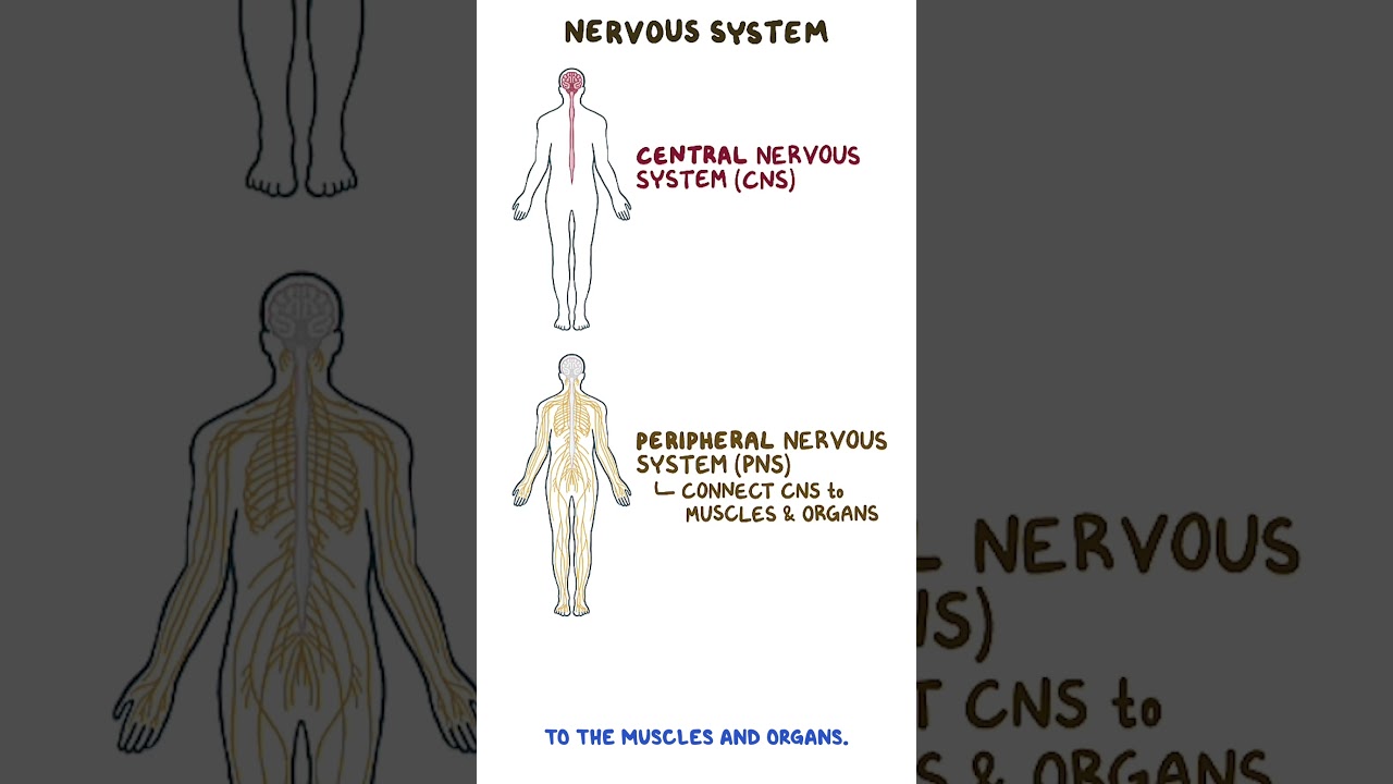 Nervous System: Anatomy & Physiology 🧠