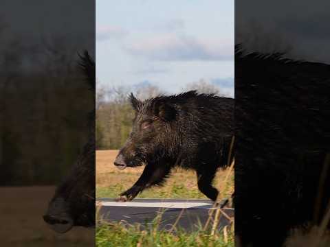 L'INCROYABLE SANGLIER DE NOTRE SAISON 2025 / ONE OF THE BEST BOARS OF THE SEASON #hunting #chasse