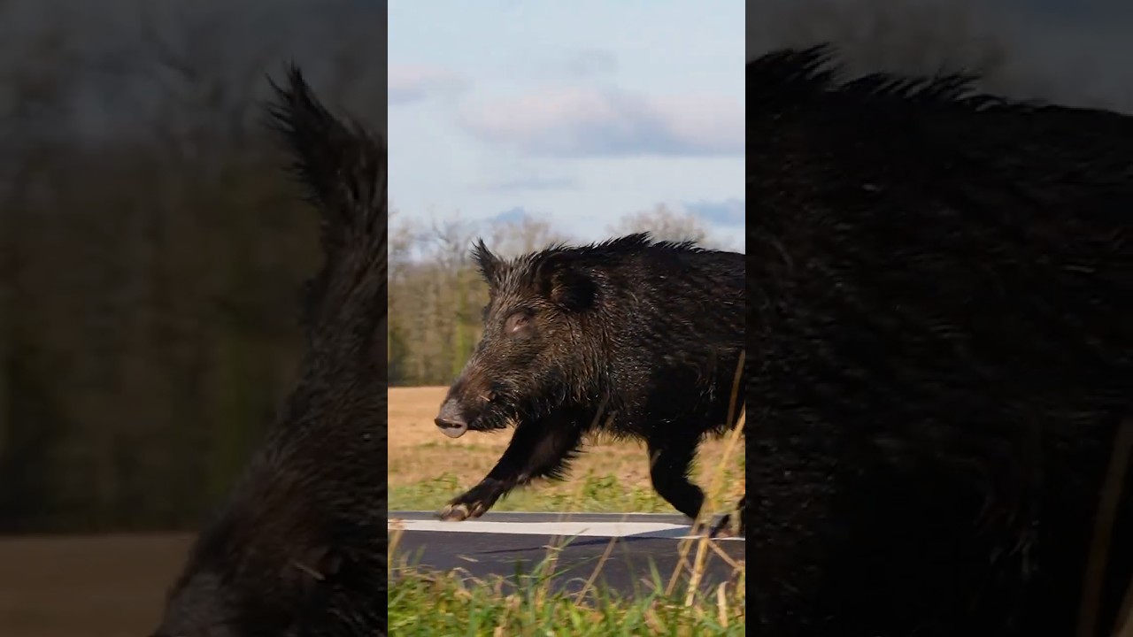 Incroyable Sanglier de la Saison 2025 🦌 Découvrez le Meilleur Chasseur de la Saison!