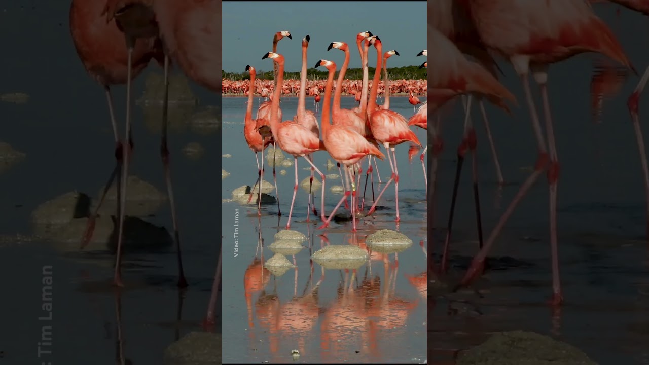 Is it possible for a flamboyance of flamingos to be even more flamboyant? 🤔 #NationalGeographic