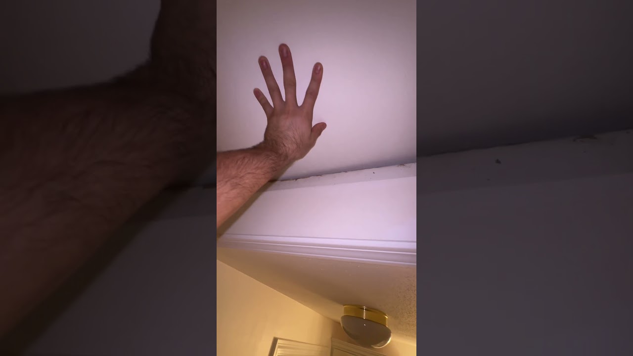 Dealing with Rats in Your Attic