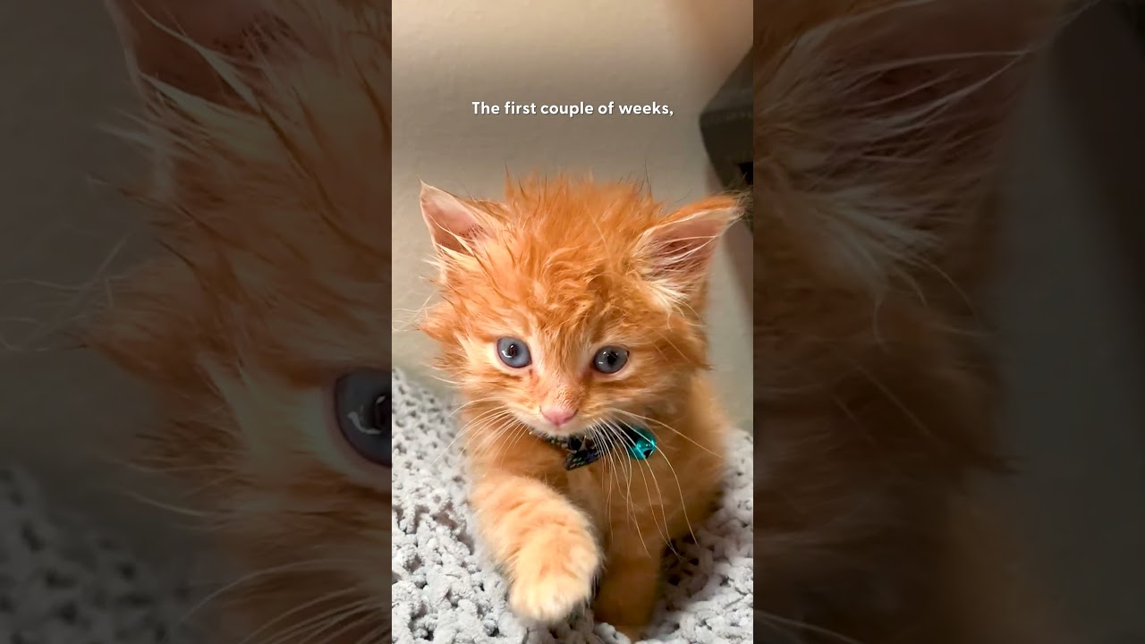 Dog Adopts Kitten & Shows Him Love 🧡