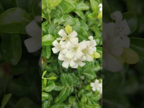  Chrysanthemums care,Dhalia, winter exotics & tour