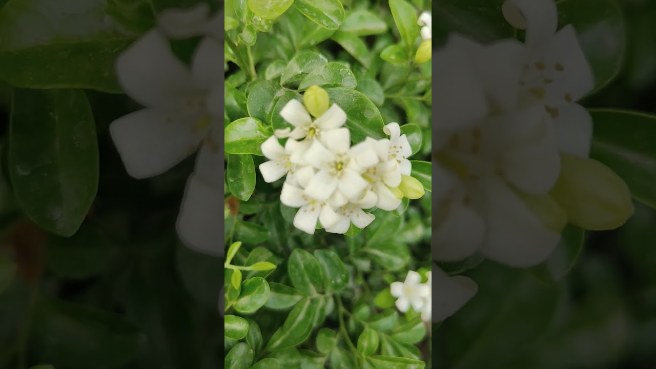 Manokamna Devotional Song 🌸