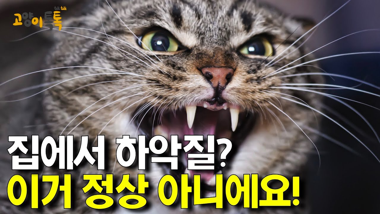 고양이 하악질, 방치하지 마세요! 🐱