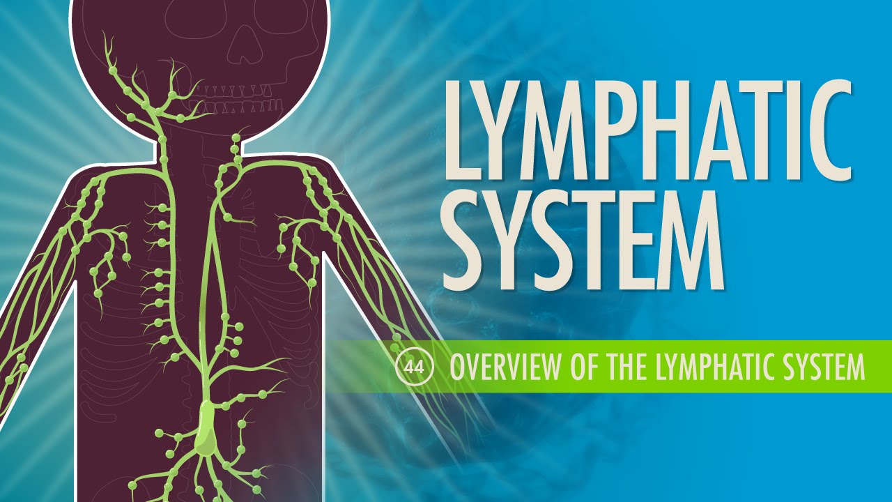 Lymphatic System Overview: Structure & Function 🩺