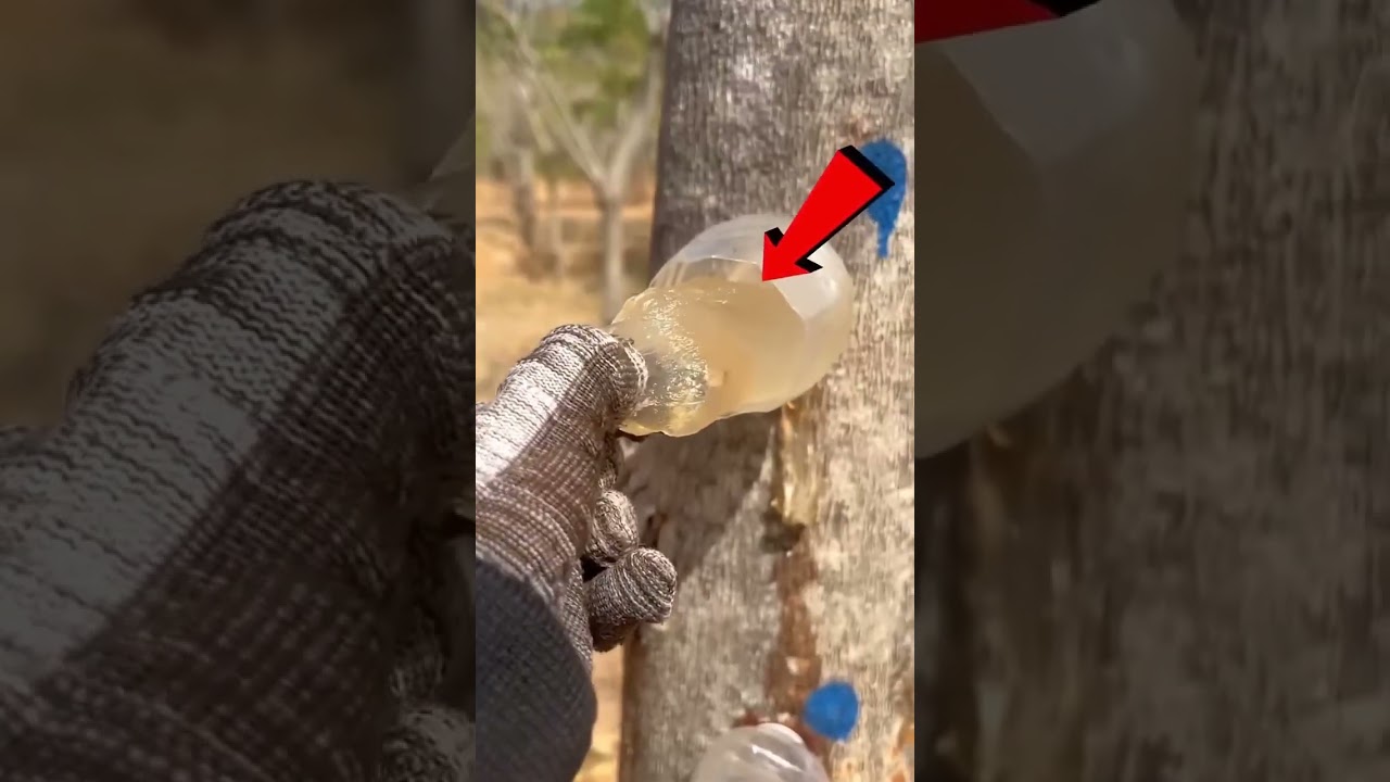 पेड़ से निकलने वाली मिठाई (Gond Katira) कैसे बनती है?