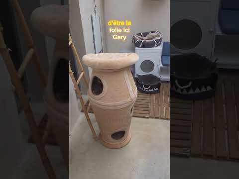 BERTIE sonne le clairon ! 📯 - Pension CHEZ MARTH' 87 #shorts #chien #humour #chezmarth