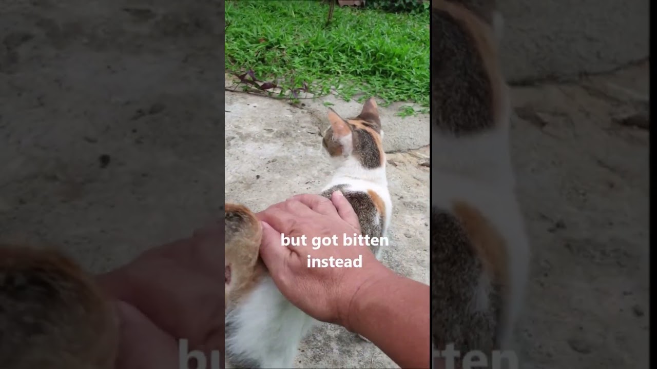 Bitten by a Stray Cat While Petting π±