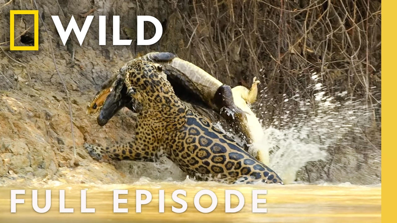 Jaguar vs. Caiman | Nat Geo Animals 🐆🦎
