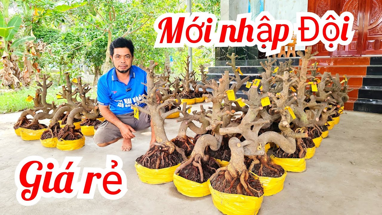 A Duy 📲 0384834321 khui vườn mới quái cây dáng long mai giảo Thủ Đức 21/3  (@MaivàngQuêdừa)