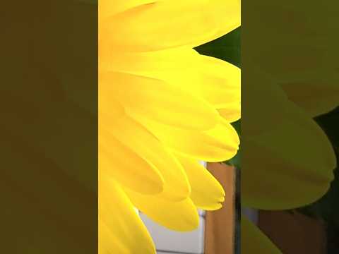 Original music written and played by Julie Michael #pianomusic #music #easylisteningmusic  #flowers