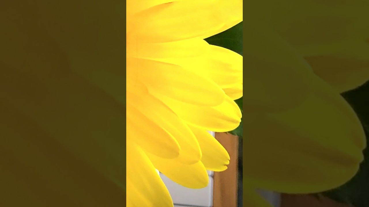 Relaxing Piano Music by Julie Michael 🎶