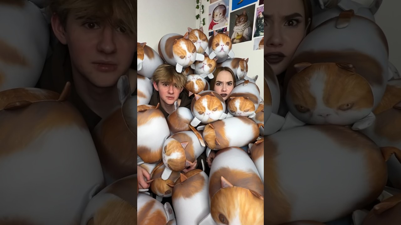 Много котиков — это счастье! 🐱