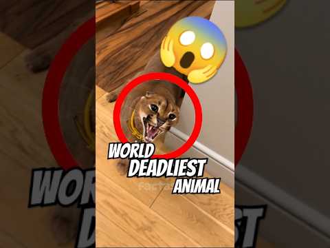 World MOST DEADLIEST Animal Ever!😱