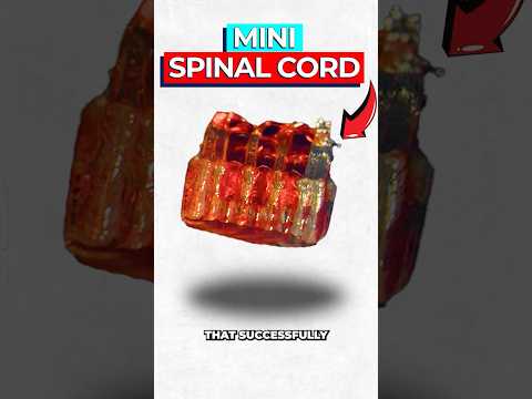 Scientists Just Cured Paralysis with 3D-printed Spinal Cords