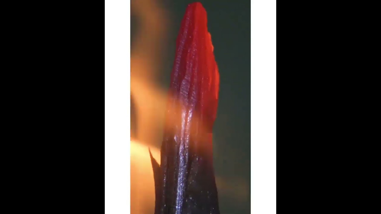 object_videos
