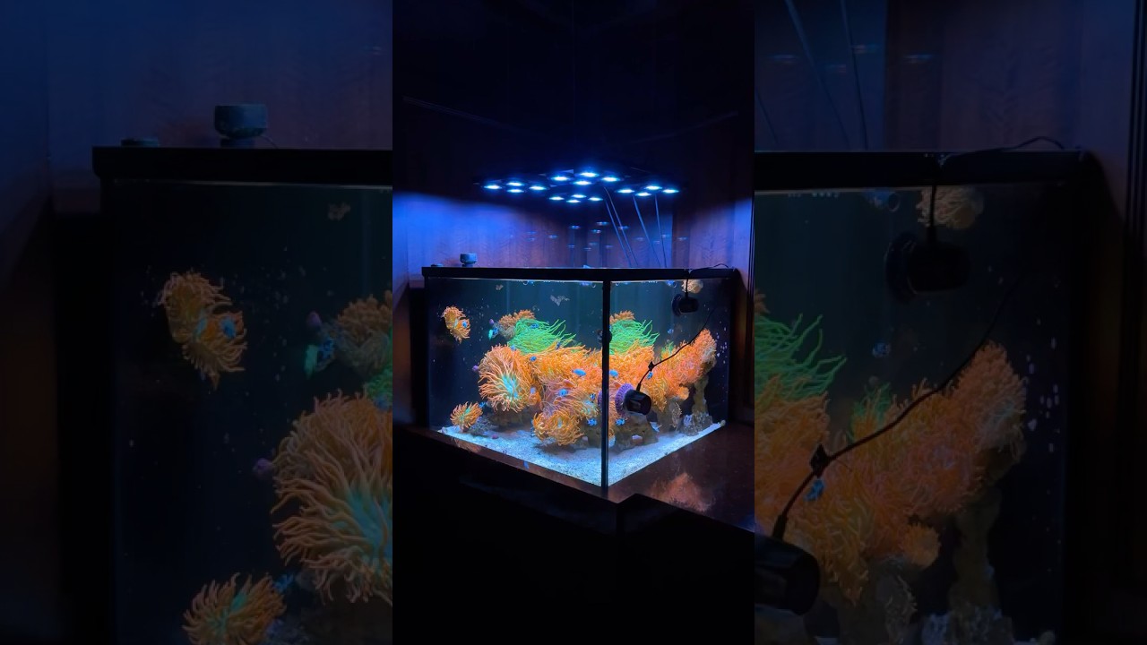 Discover the Stunning Clownfish & Anemone Aquarium 🐠