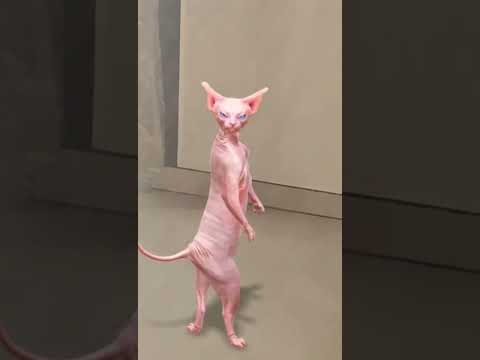 #sphinxcat #arabicviralsong #yalili #hamouda #saddydud