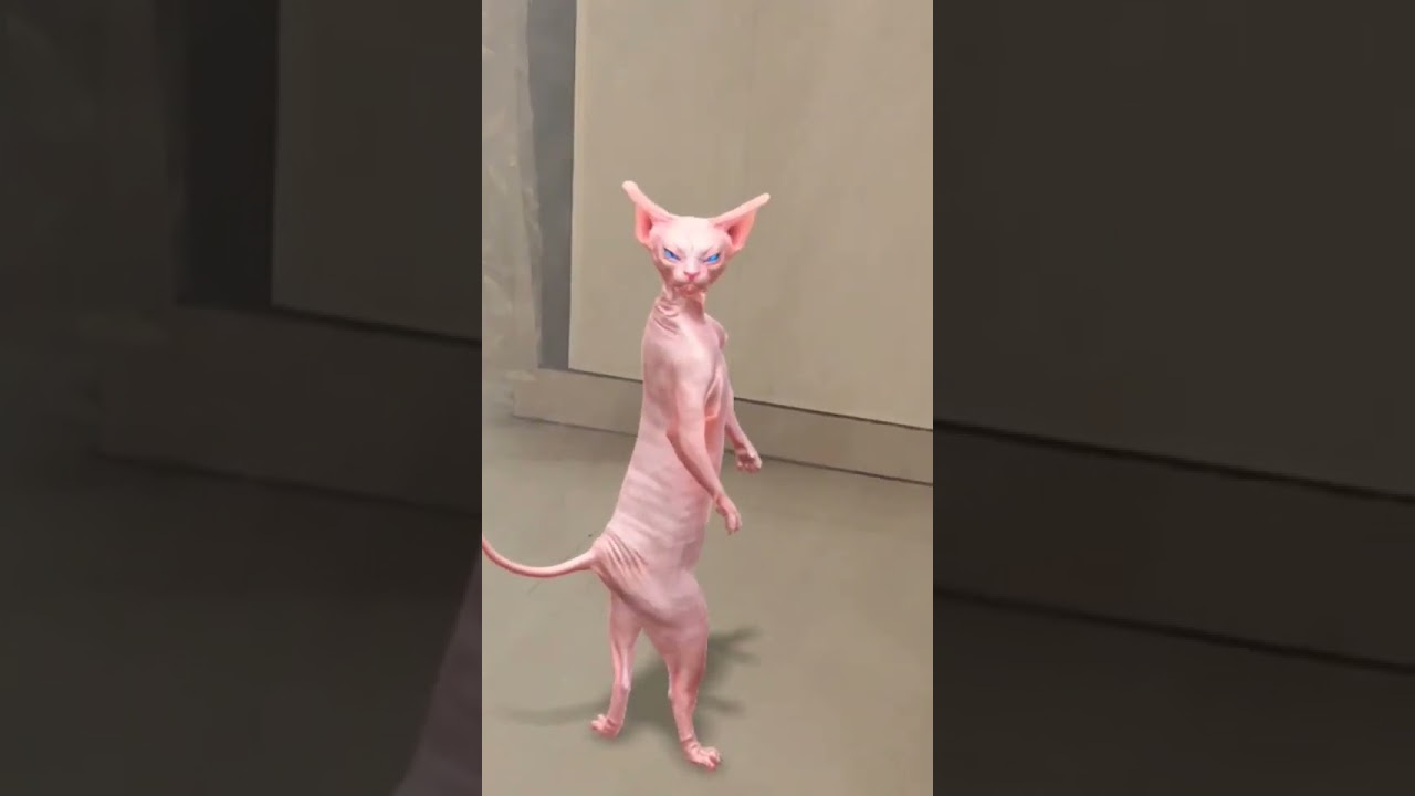 Arabic Viral Song 'Yalili' by Hamouda & SaddyDud 🎶