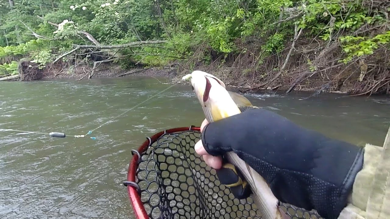 Рыбалка на хариуса в июне 2024 🐟