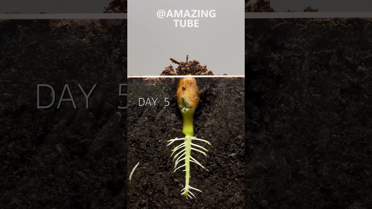 Peanut Time Lapse 🌰 | Amazing Short Video