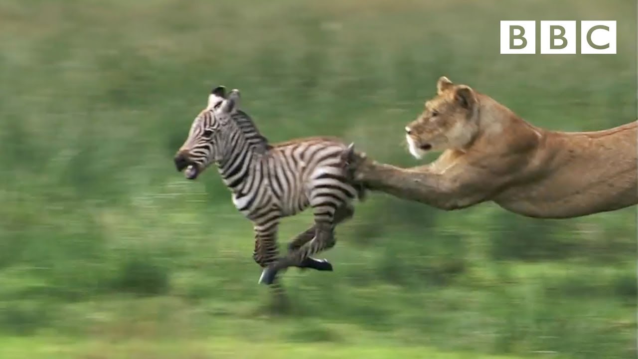 Lioness Hunts Zebra | Nature's Great Events 🦁