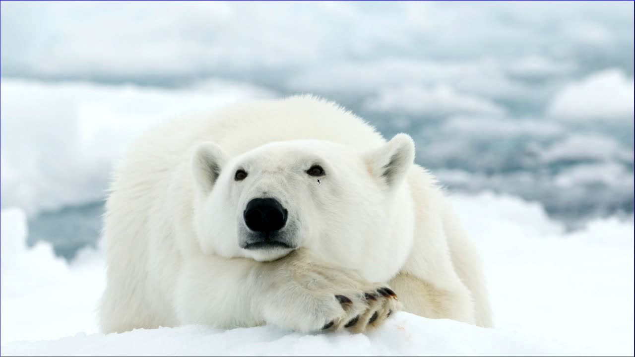 Privacy & Decentralization in IP Multicast 🌐