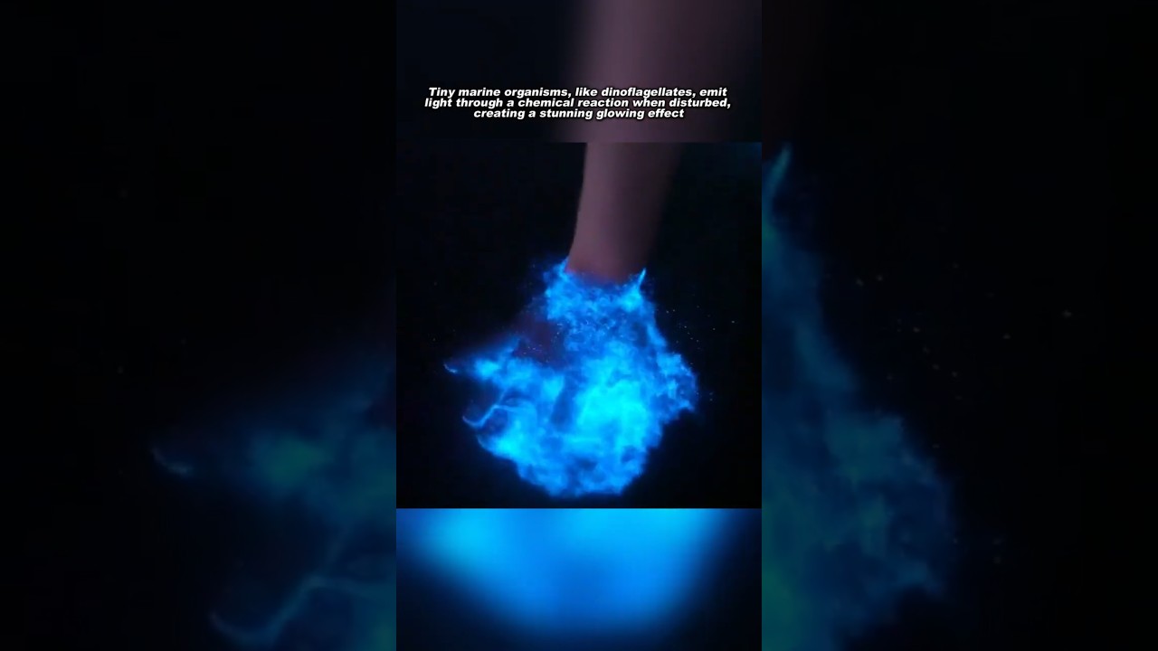 Discover the Magic of Bioluminescent Beaches ✨