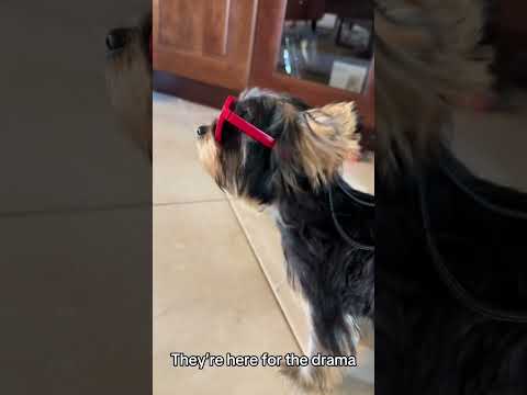 4 Things to Know Before Getting a Yorkie Puppy! πΎπ Tips for Future Yorkie Parents! #teacupyorkie