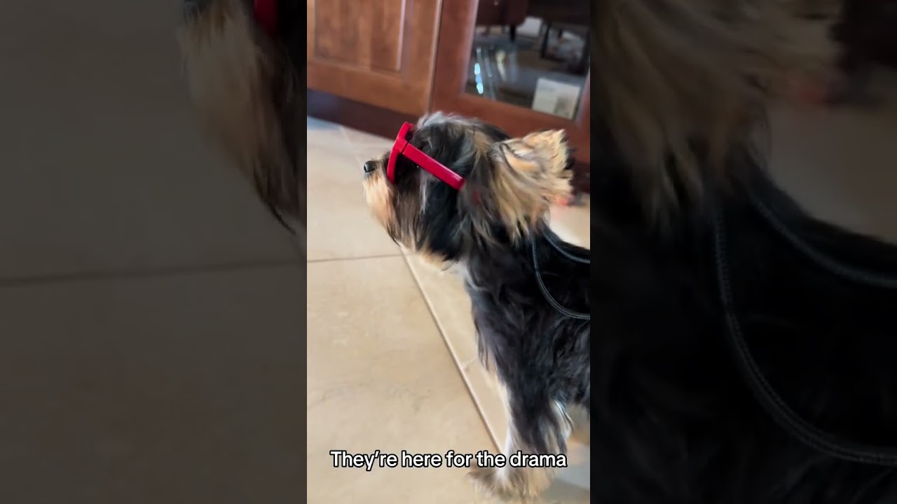 4 Essential Tips for Prospective Yorkie Puppy Owners 🐶