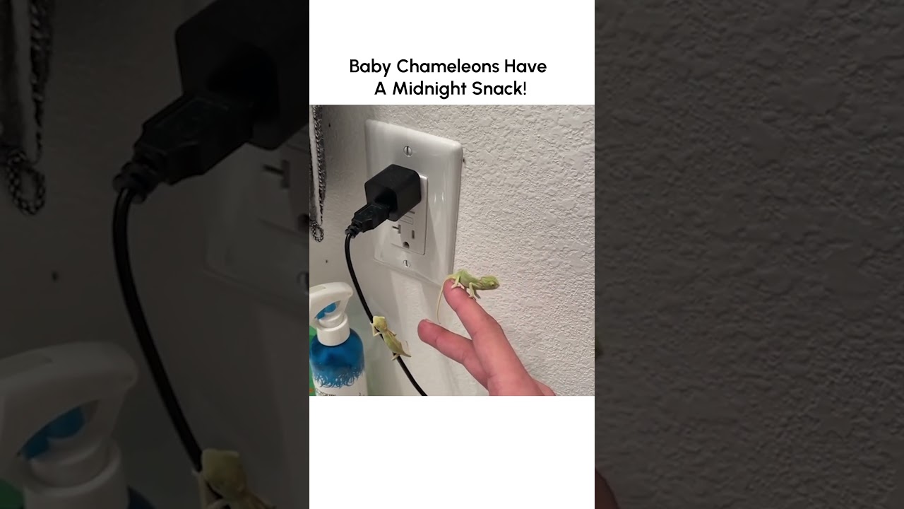 Adorable Baby Chameleons Feast on Bugs! 🦎