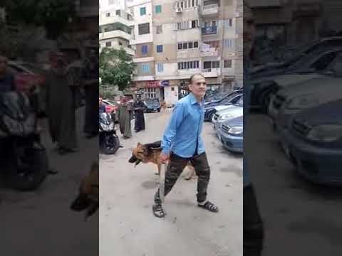 القبض على أبو وديع بلطجي في ميامي 🚓