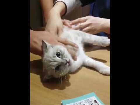 아기 고양이, 주사 후 하악질 😺