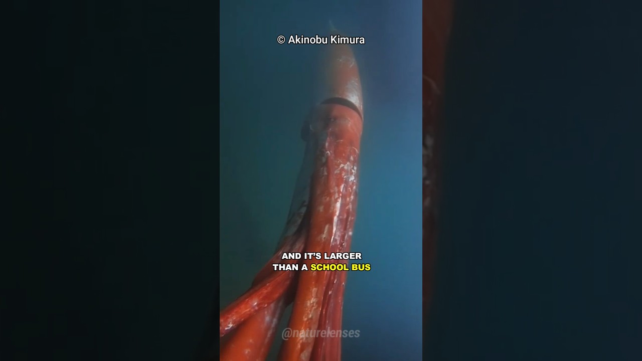 The Terrifying Colossal Squid 🦑