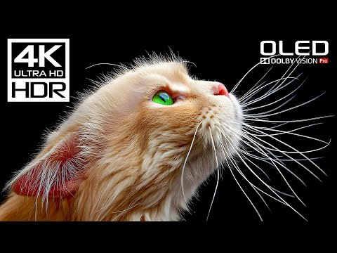 Stunning 4K Videos | Dolby Vision HDR 4K 60FPS Videos