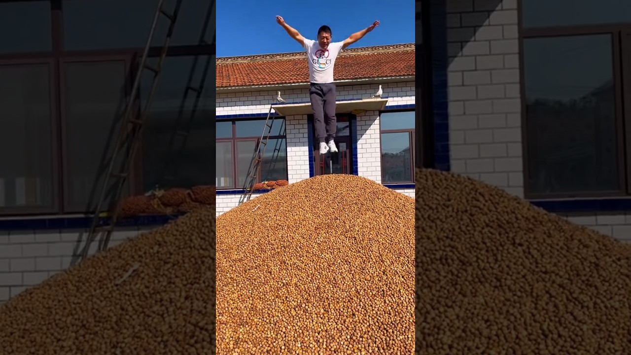 Hazelnut Harvest Joy 🌰 #Trending