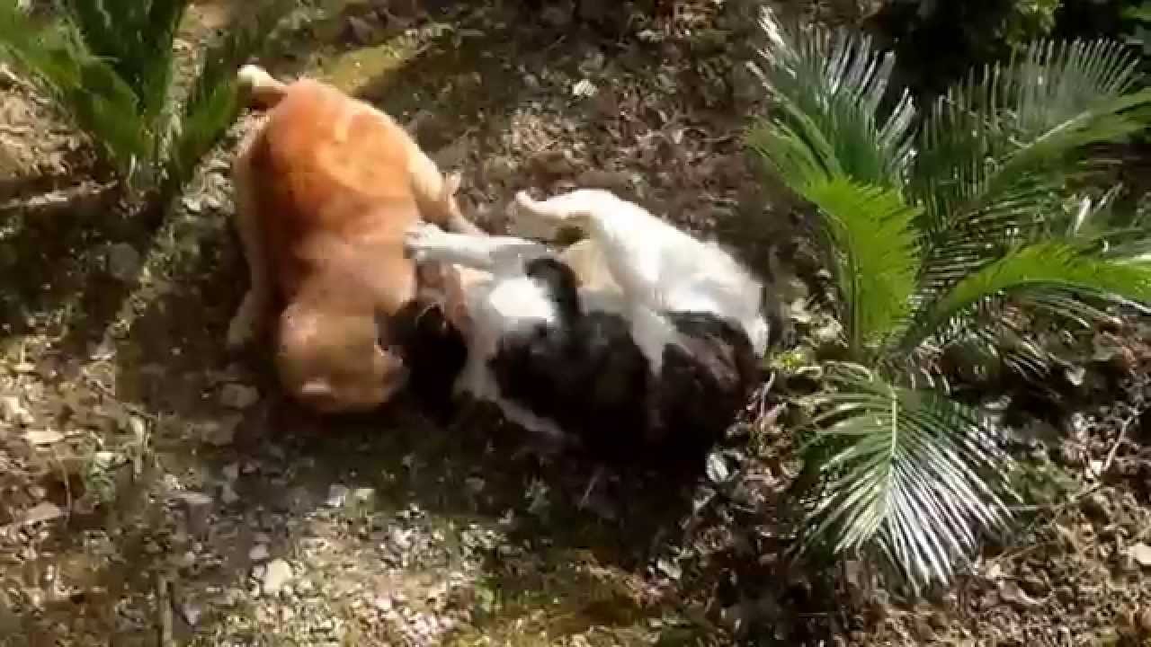 Epic Cat Fight! 🐱