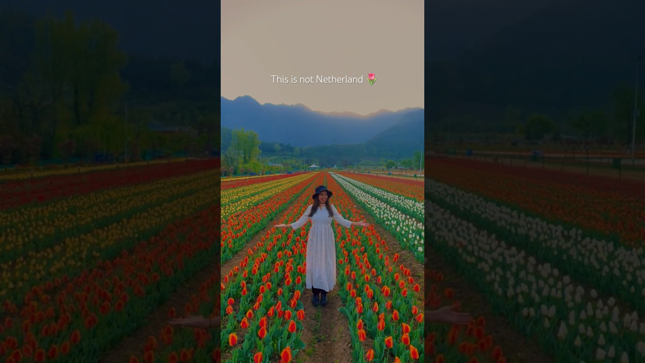 Asia's Largest Tulip Garden in Srinagar 🌷