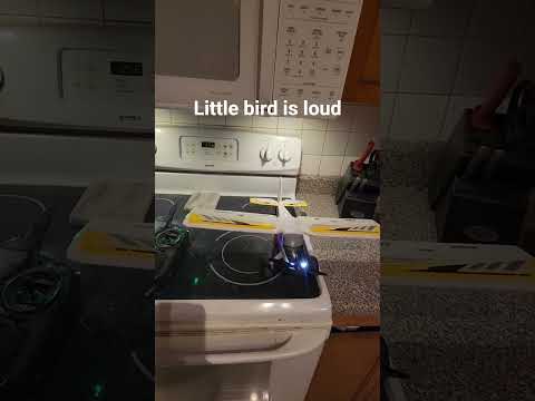 Eflite UMX Timber X Little bird 🐦. Horizon hobby motion RC Remote control airplane aircraft like 👍