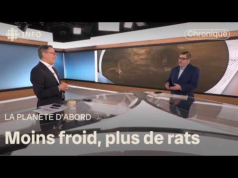 Prolifération des rats en milieu urbain | D'abord l'info