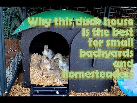 The BEST duck house for small backyards & homesteaders